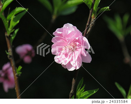 杏の花 アンズの花 あんずの花 24335584