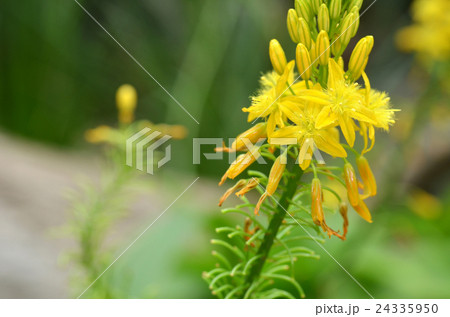 South African plant Bulbine natalensis 24335950