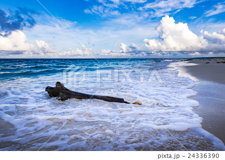 ビーチ、流木、風景、沖縄。 ビーチ、流木、風景、沖縄。 24336390