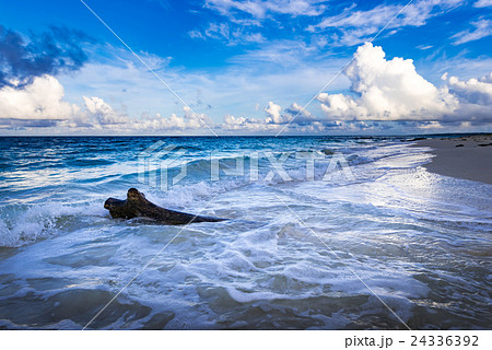 ビーチ、流木、風景、沖縄。 24336392