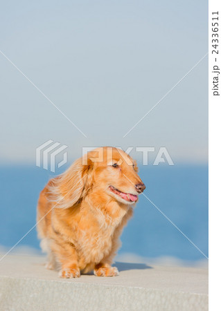 ダックスフント 24336511