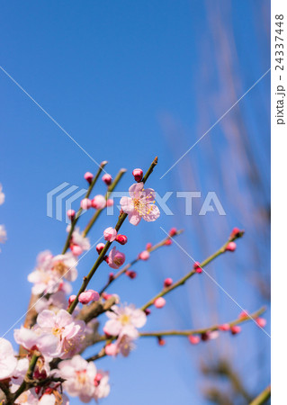 桃梅と青空 24337448