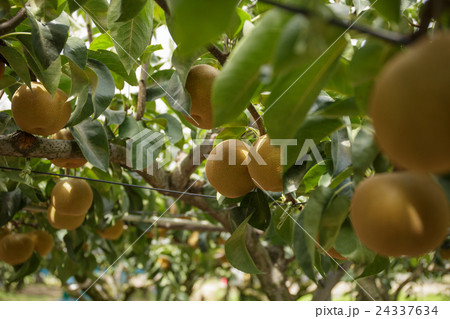 梨狩り 24337634