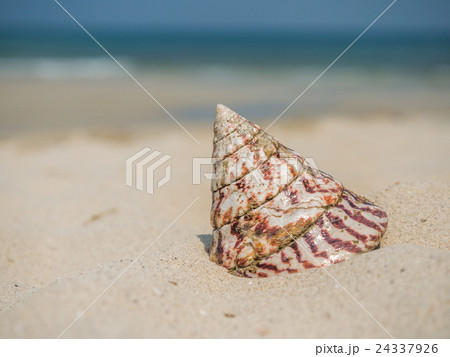 Sea shell on the beach Sea shell on the beach 24337926