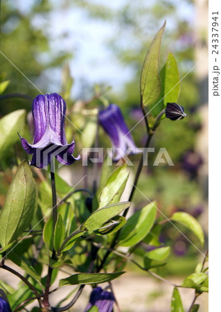 クレマチス（ローグチ） 24337941