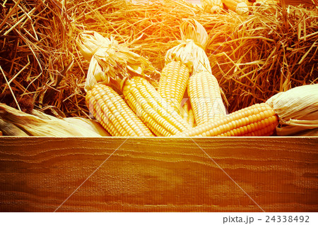 Dried corn on cobs on the straw against a wooden 24338492