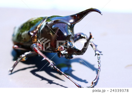 アトラスオオカブト 24339378