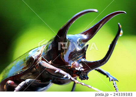 アトラスオオカブト 24339383