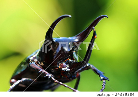アトラスオオカブト アトラスオオカブト 24339384
