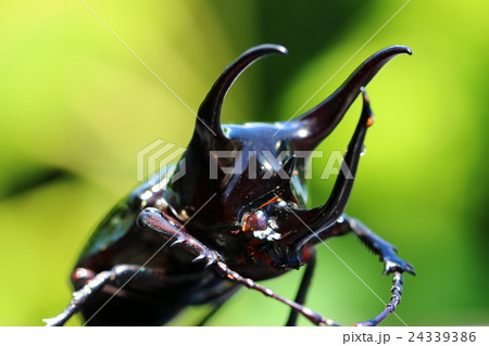 アトラスオオカブト アトラスオオカブト 24339386