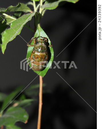 ミンミンゼミの羽化 24339392