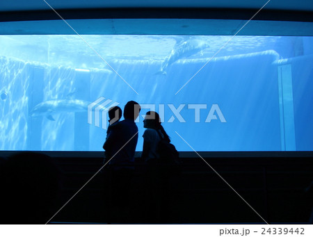 イルカを眺める親子 24339442