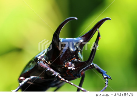 アトラスオオカブト 24339479