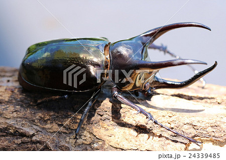 アトラスオオカブト 24339485