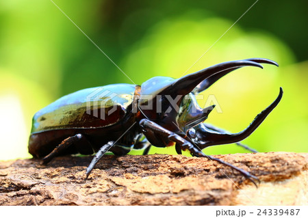 アトラスオオカブトの写真素材