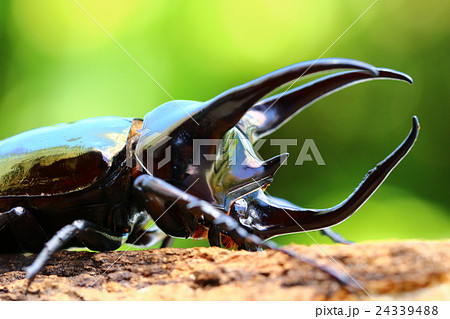 アトラスオオカブト アトラスオオカブト 24339488