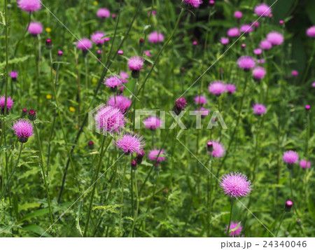 ノアザミ 24340046