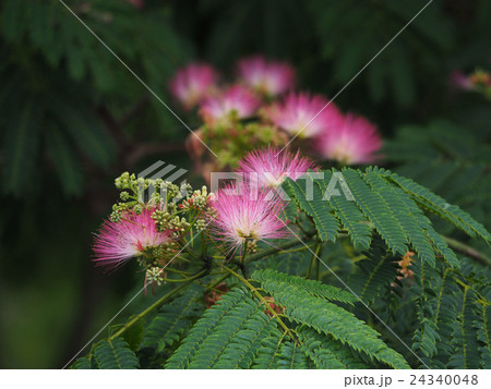 ネムノキ 24340048