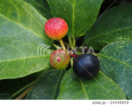 イヌビワ 24340059