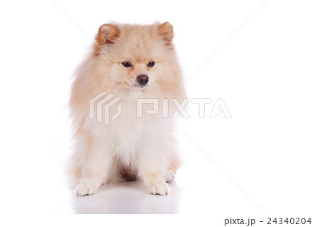 white pomeranian puppy dog white pomeranian puppy dog 24340204