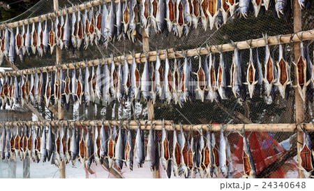 dried salmon fish hanging to dry outdoors. 24340648