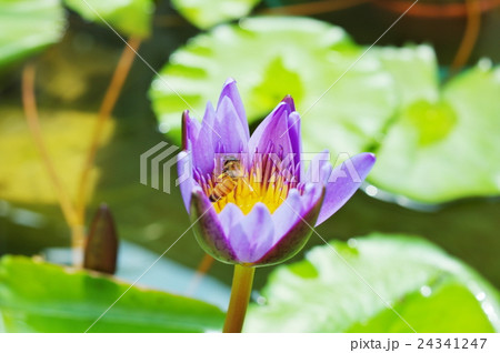 熱帯睡蓮の花粉を集めるミツバチ 24341247