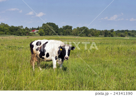 black and white cow in a meadow 24341390