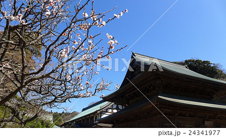 鎌倉　梅の花咲く建長寺 24341977