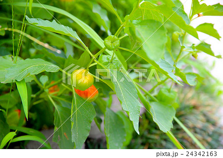 ほおずき ほおずき 24342163
