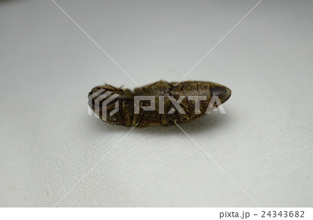 偽死行動 死んだふりをするコメツキムシ 米搗虫の写真素材