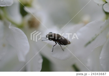 ツマグロキンバエ ・褄黒金蠅 24343687