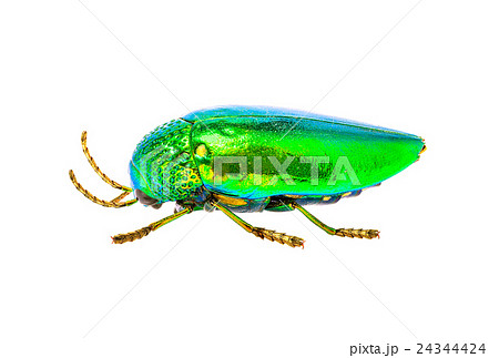 jewel beetle isolated on white background 24344424