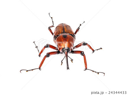 snout beetle isolated on white background 24344433