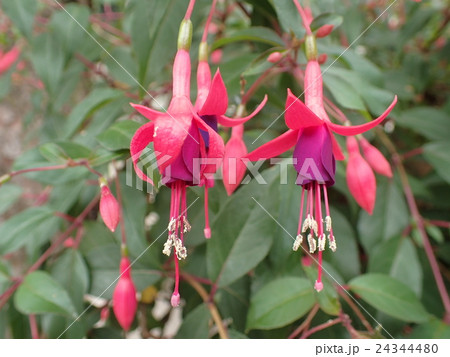 フクシア 24344480
