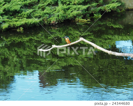 カワセミのいる風景 24344680