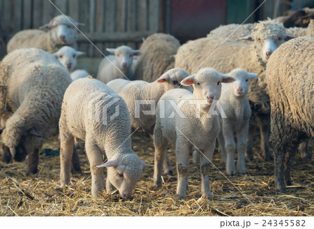 sheep within a mob sheep within a mob 24345582