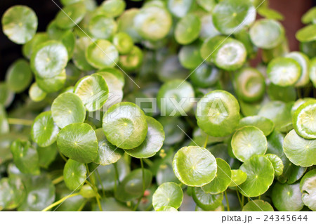 ウォーターマッシュルーム 24345644