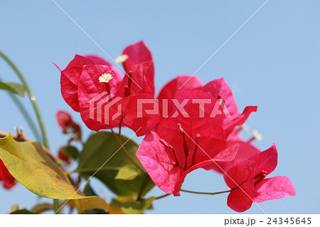 ブーゲンビリア 24345645