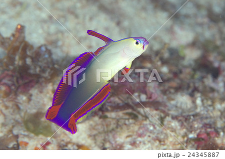 アケボノハゼ 24345887