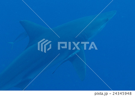 カマストガリザメ カマストガリザメ 24345948