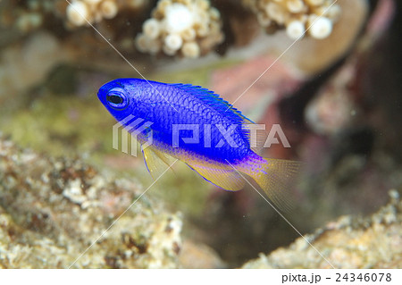 ソラスズメダイ ソラスズメダイ 24346078