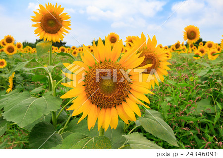 ひまわり 24346091
