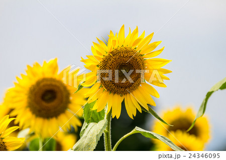 ひまわり 24346095