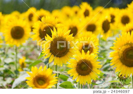 ひまわり 24346097