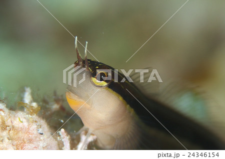 ヒトスジギンポ ヒトスジギンポ 24346154