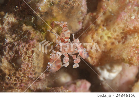 フリソデエビ 24346156