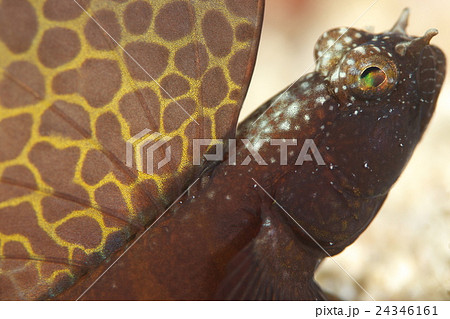 ホタテツノハゼ ホタテツノハゼ 24346161