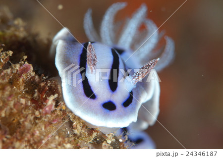 ミゾレウミウシ 24346187