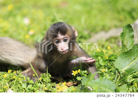 猿 24347764