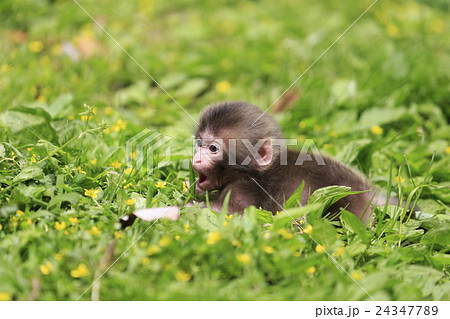 猿 24347789